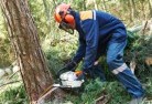 Upotipotpontree-cutting-services-21.jpg; ?>